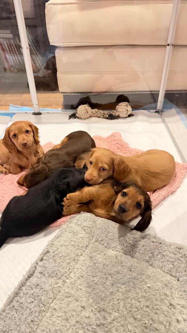 Long Haired Miniature Dachshund Puppies media 16