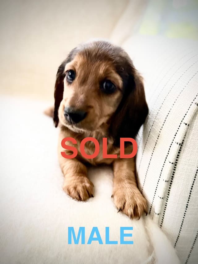 Long Haired Miniature Dachshund Puppies media 17