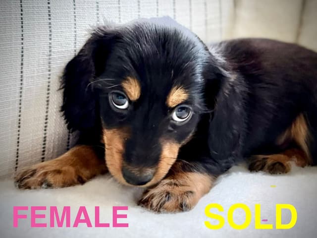 Long Haired Miniature Dachshund Puppies media 18