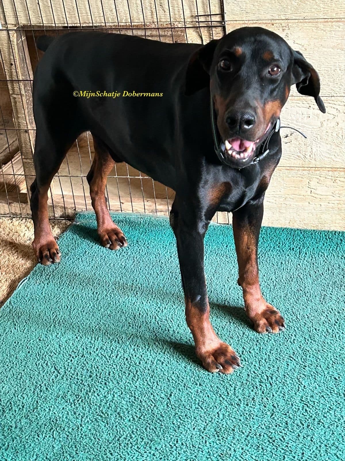 Doberman Pinscher Puppies breeder image 5