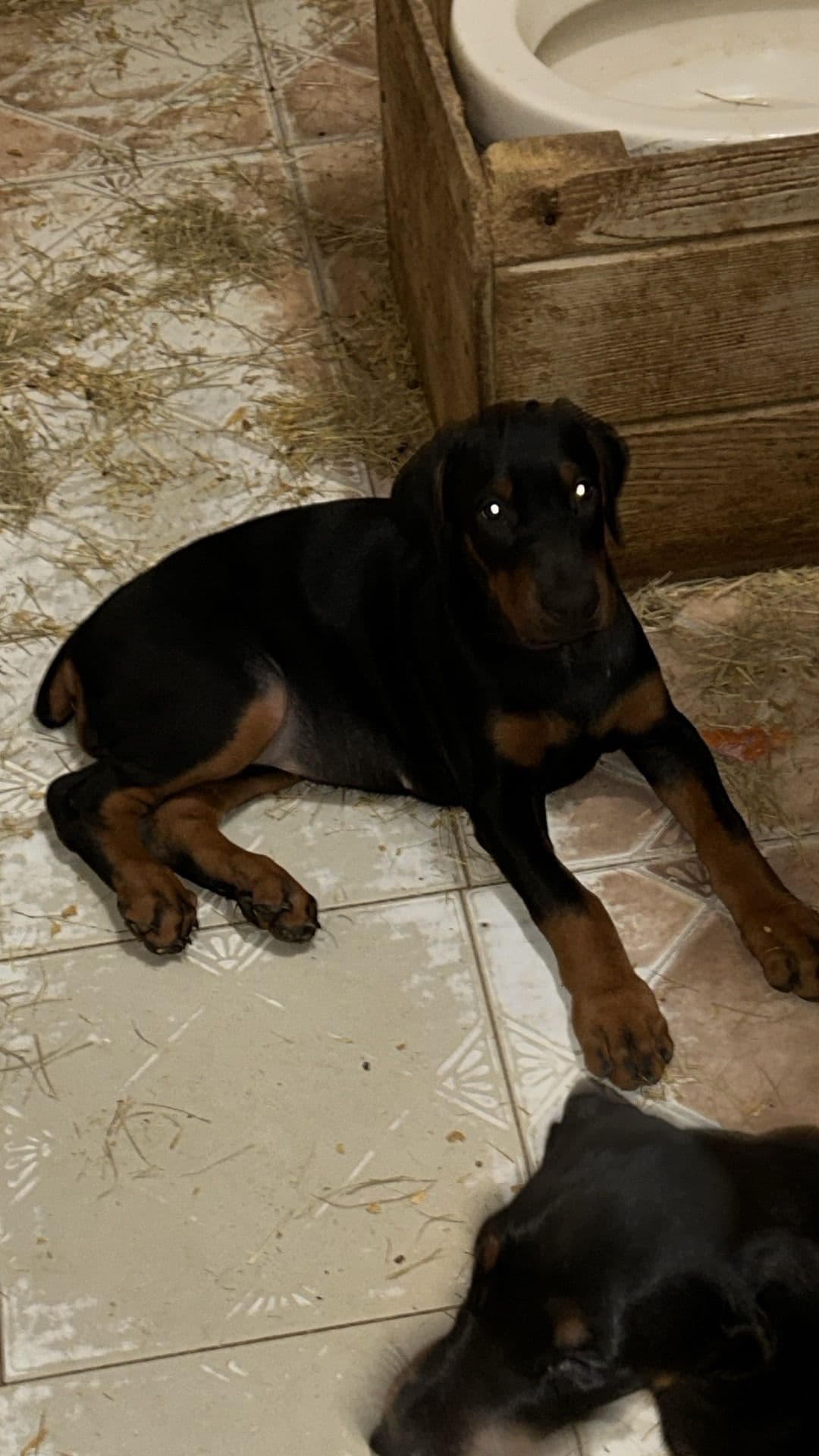 Doberman Pinscher Puppies breeder image 1