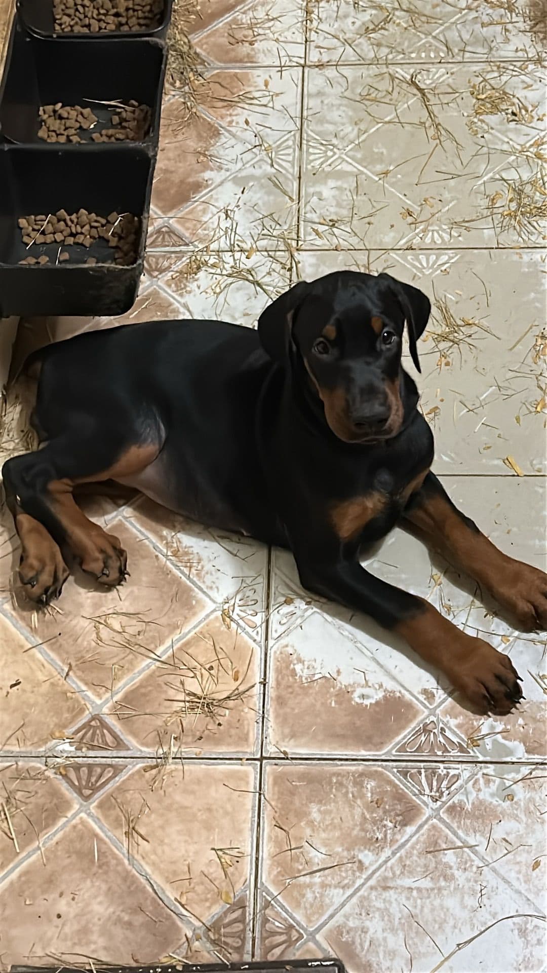 Doberman Pinscher Puppies breeder image 2