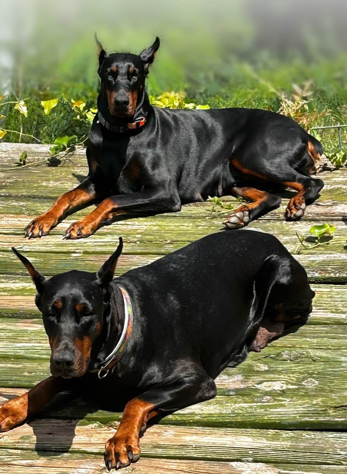 Doberman Pinscher Puppies breeder image 4