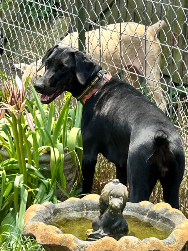 Doberman Pinscher Puppies media 2
