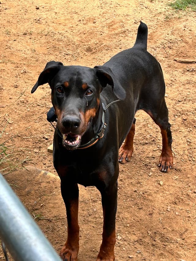 Doberman Pinscher Puppies media 3