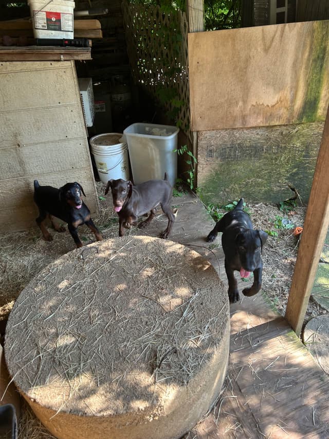 Doberman Pinscher Puppies media 4