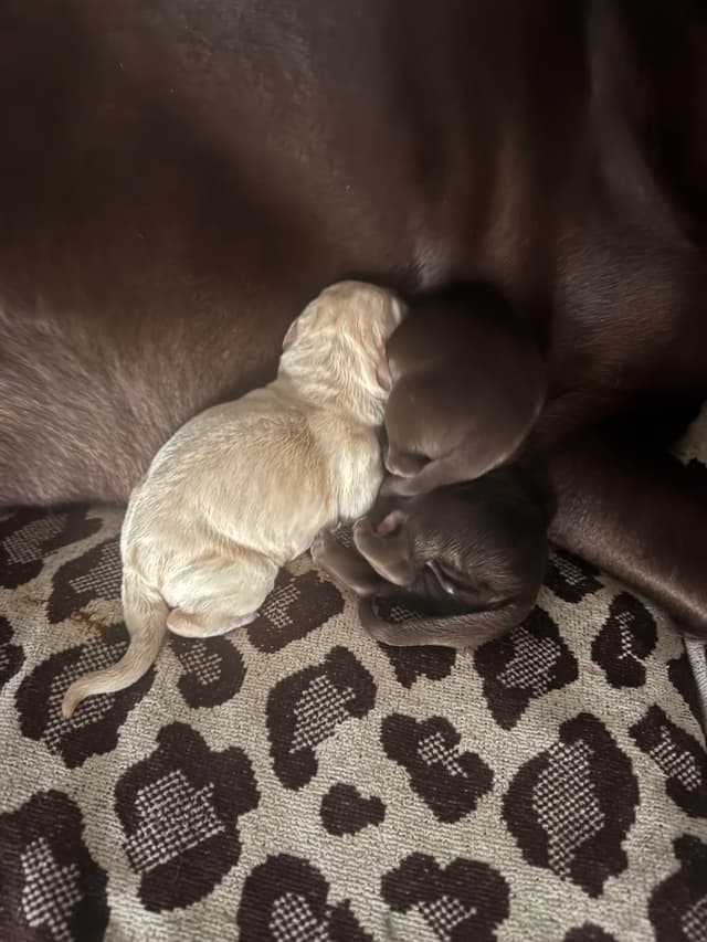 Labrador Retriever Puppies media 2