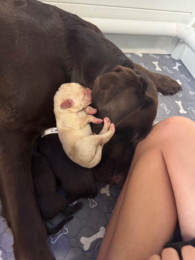 Labrador Retriever Puppies media 3