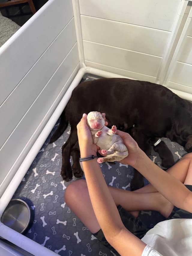 Labrador Retriever Puppies media 4