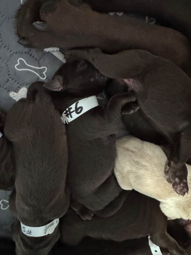 Labrador Retriever Puppies media 5