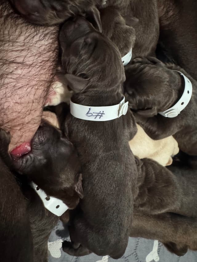 Labrador Retriever Puppies media 6