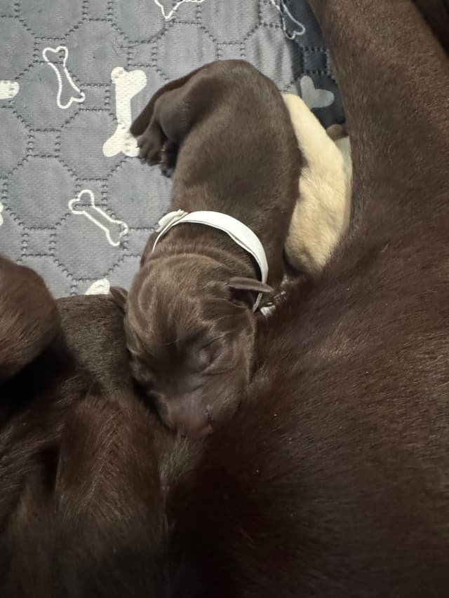 Labrador Retriever Puppies media 7