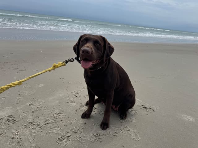 Labrador Retriever Puppies media 8