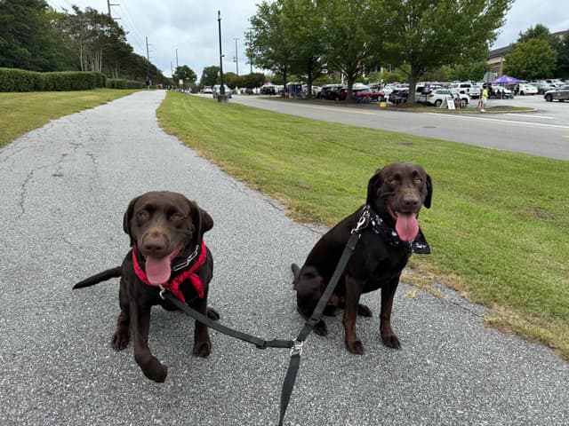 Labrador Retriever Puppies media 9