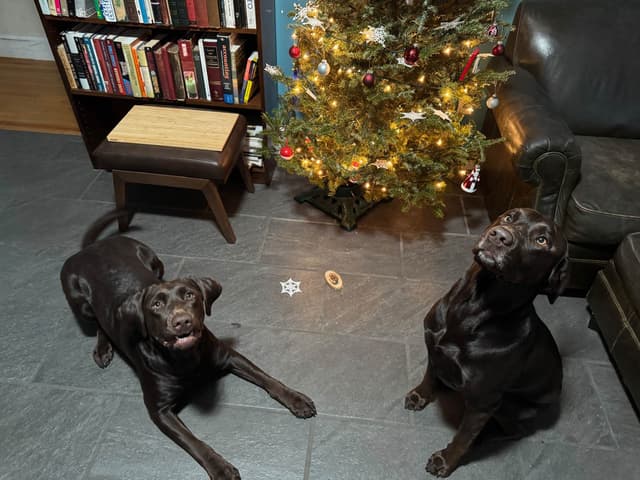 Labrador Retriever Puppies media 10