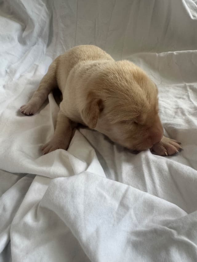 Labrador Retriever Puppies media 11