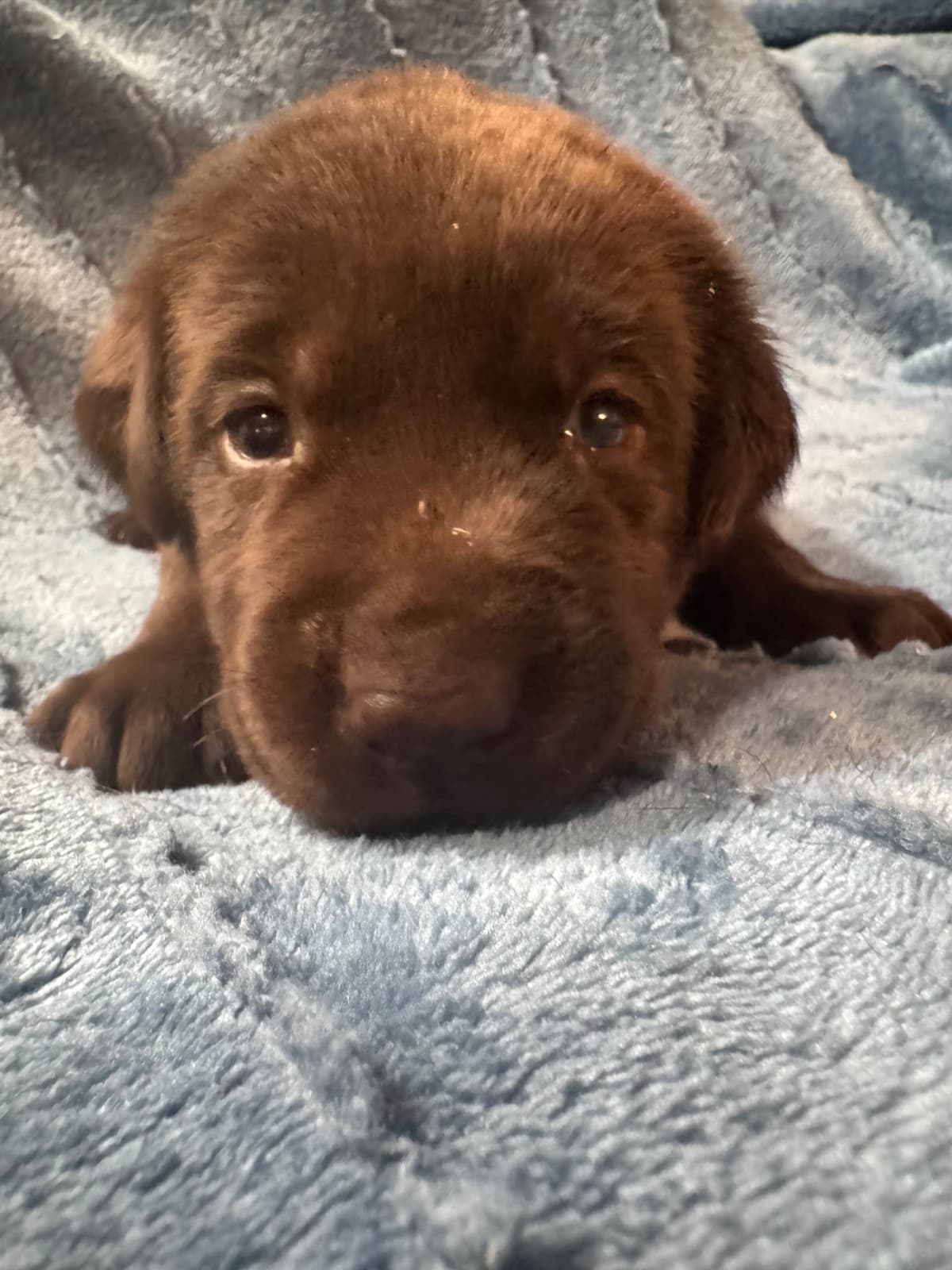 Labrador Retriever Puppies breeder image 9