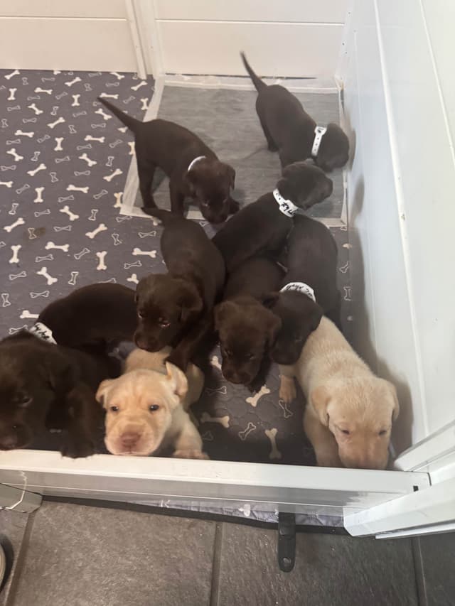 Labrador Retriever Puppies media 12