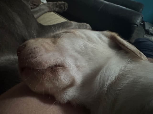 Labrador Retriever Puppies media 13