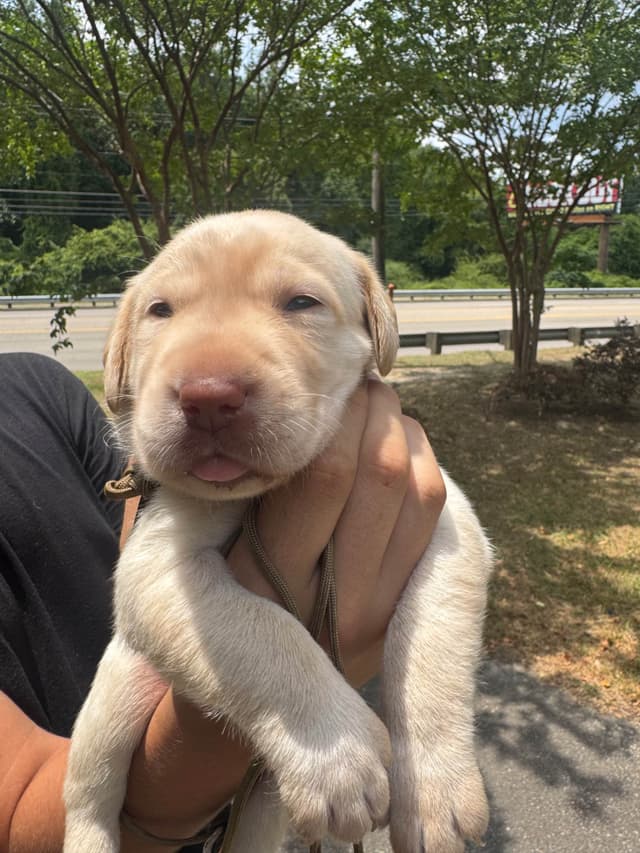 Labrador Retriever Puppies media 15