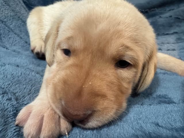 Labrador Retriever Puppies media 16