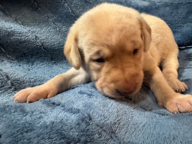 Labrador Retriever Puppies media 18