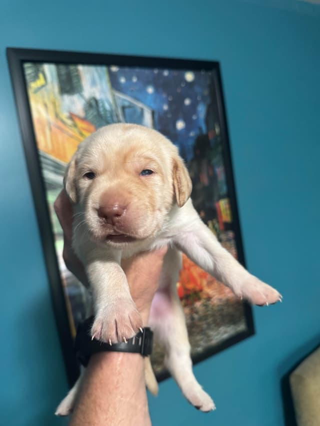 Labrador Retriever Puppies media 21