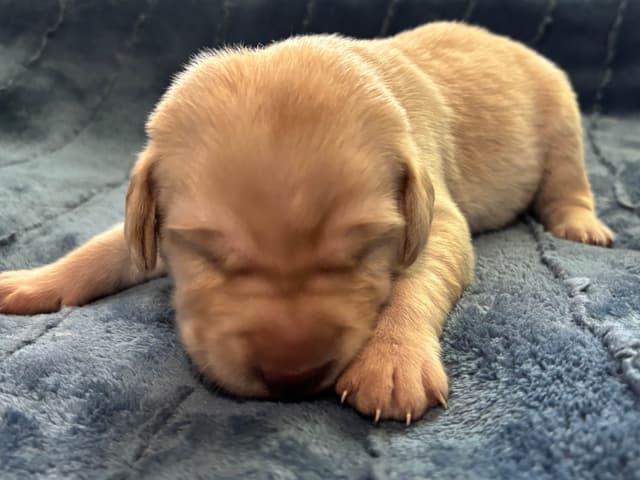 Labrador Retriever Puppies media 22