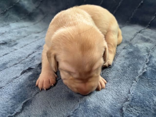 Labrador Retriever Puppies media 23