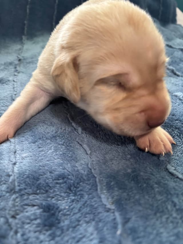 Labrador Retriever Puppies media 24