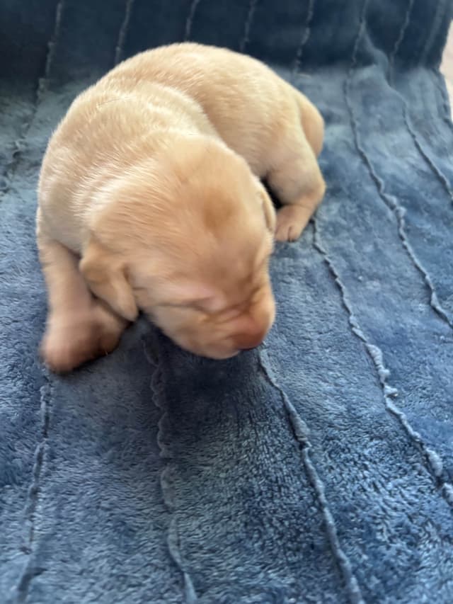 Labrador Retriever Puppies media 25