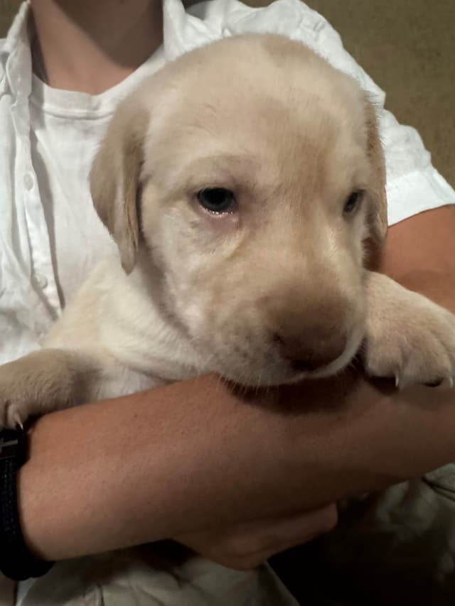 Labrador Retriever Puppies media 26