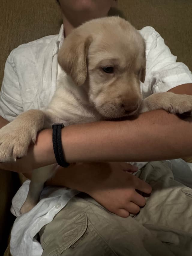 Labrador Retriever Puppies media 27