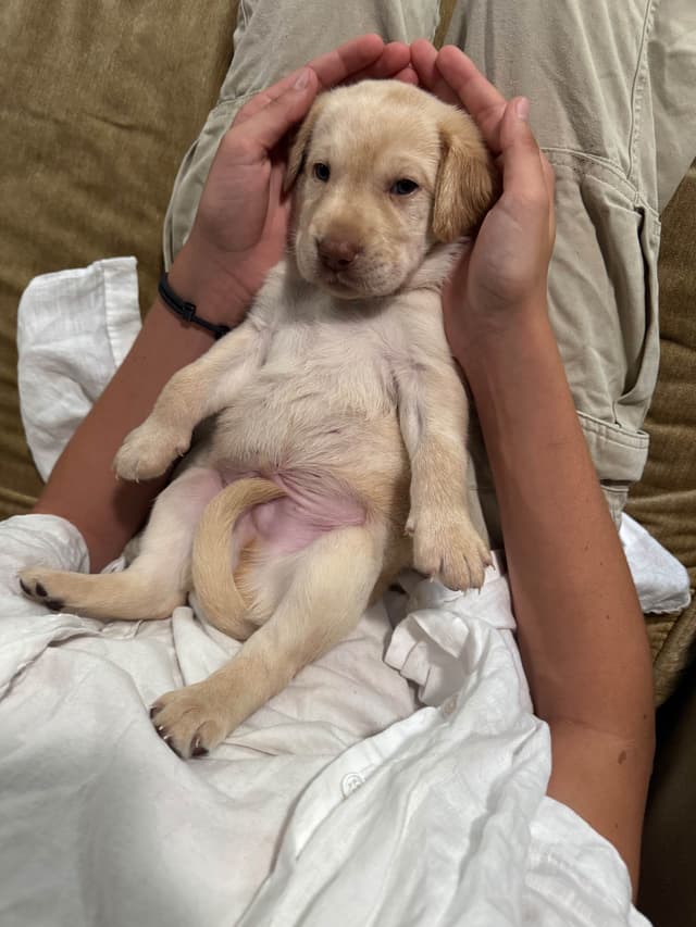 Labrador Retriever Puppies media 29