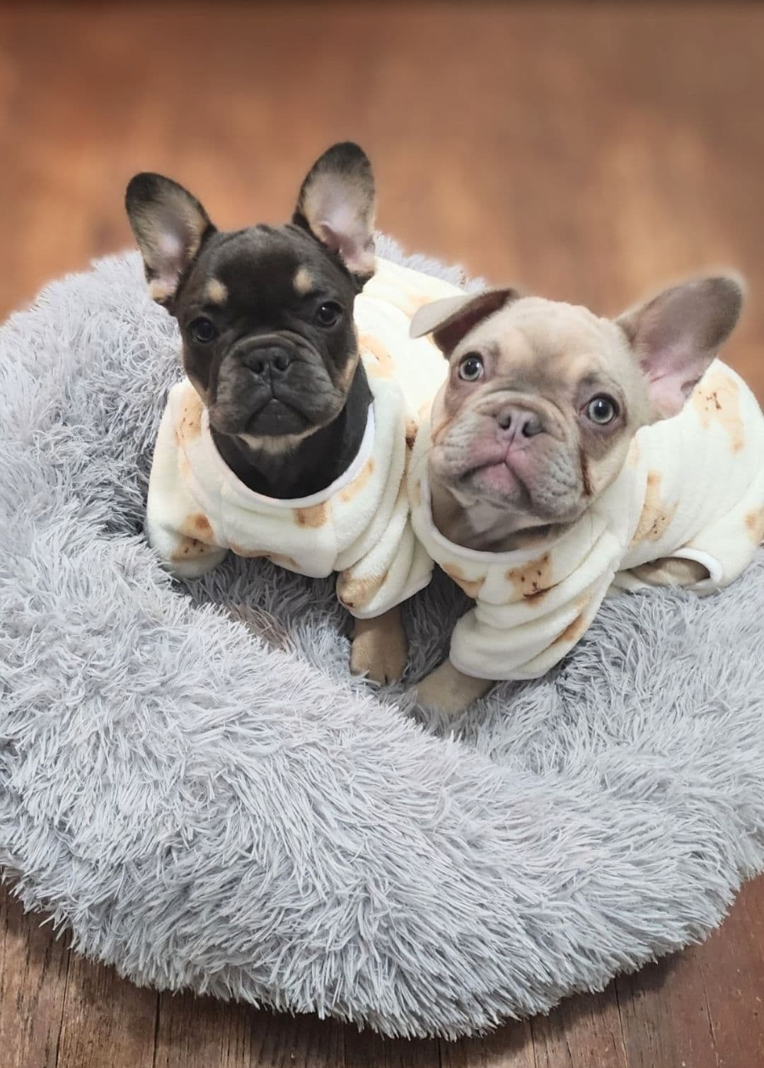 Quality AKC French Bulldog Puppies - Home-Raised & Socialized breeder image 1