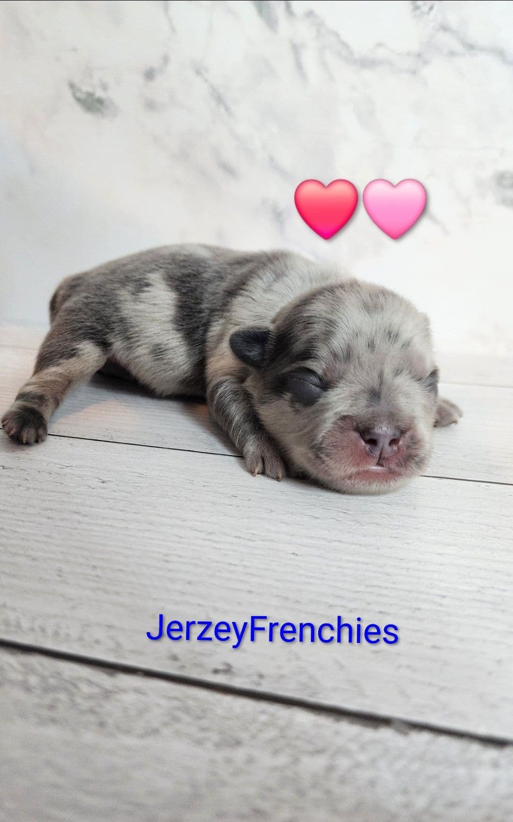 Quality AKC French Bulldog Puppies - Home-Raised & Socialized breeder image 2