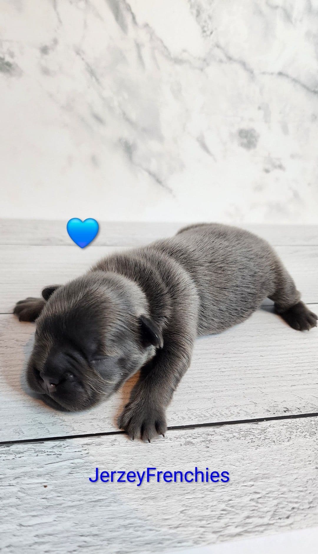 Quality AKC French Bulldog Puppies - Home-Raised & Socialized breeder image 3