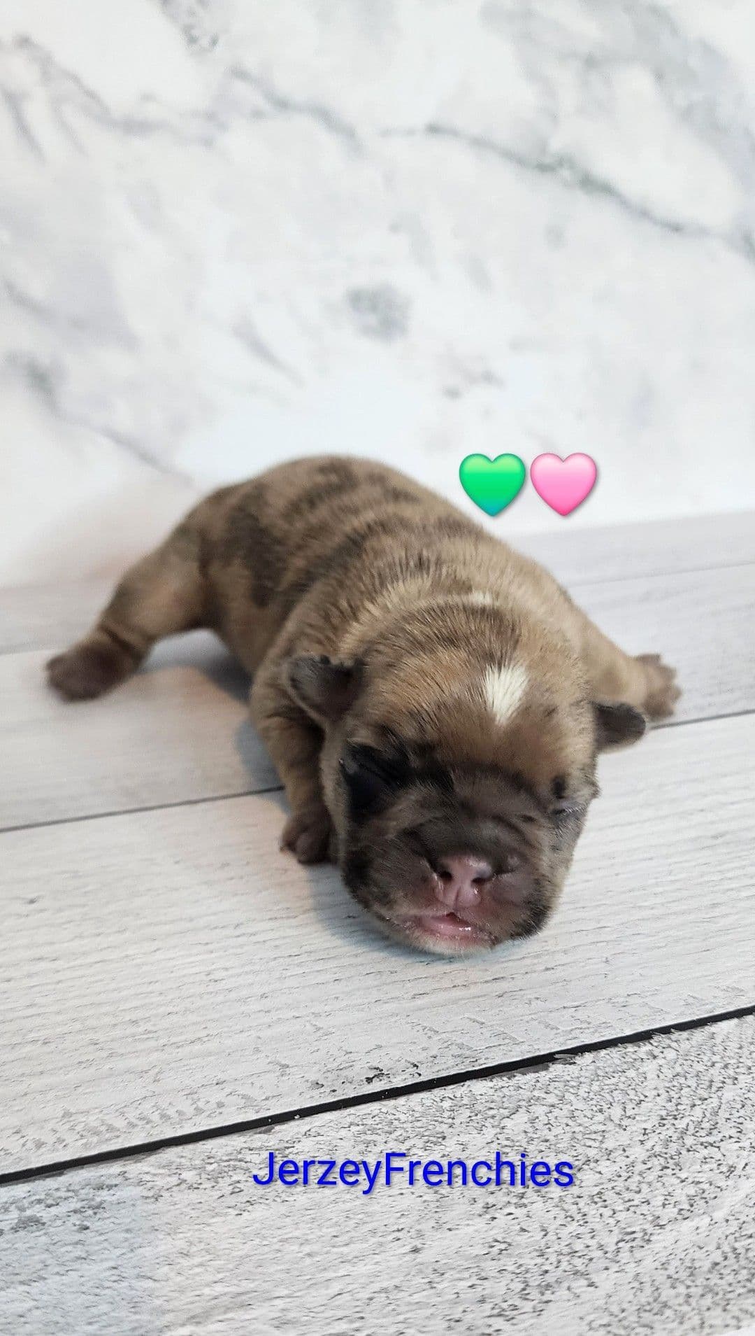 Quality AKC French Bulldog Puppies - Home-Raised & Socialized breeder image 4
