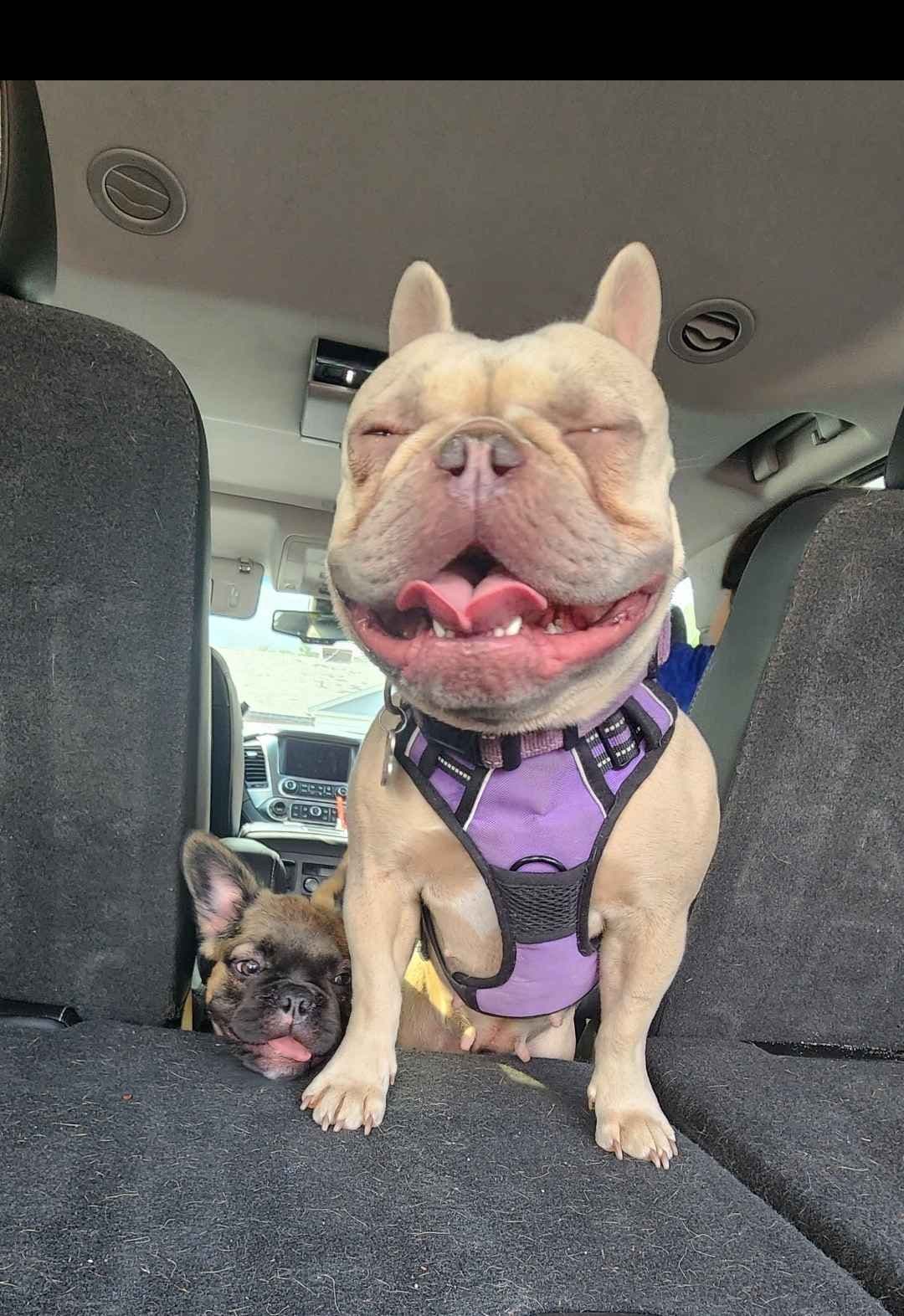 Quality AKC French Bulldog Puppies - Home-Raised & Socialized breeder image 5