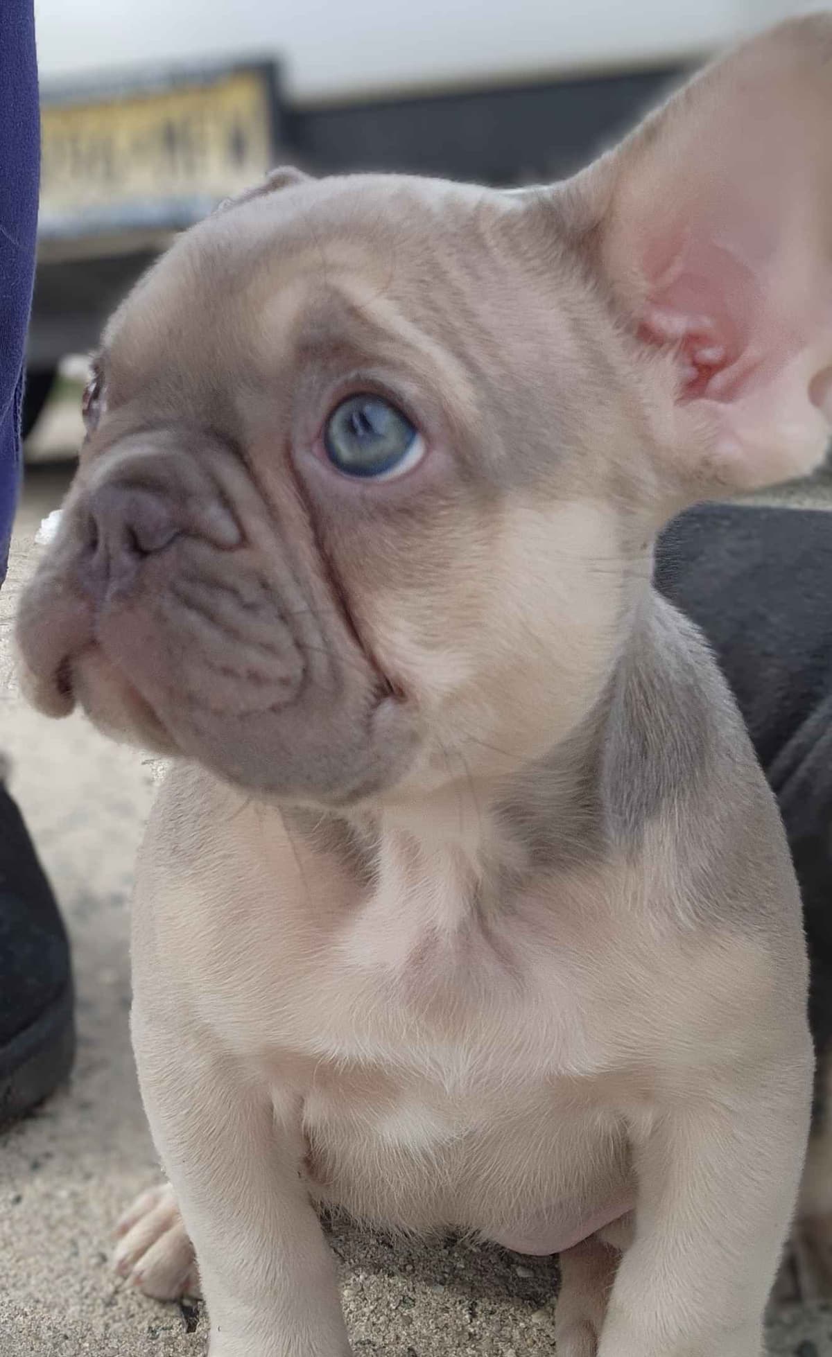 Quality AKC French Bulldog Puppies - Home-Raised & Socialized breeder image 12