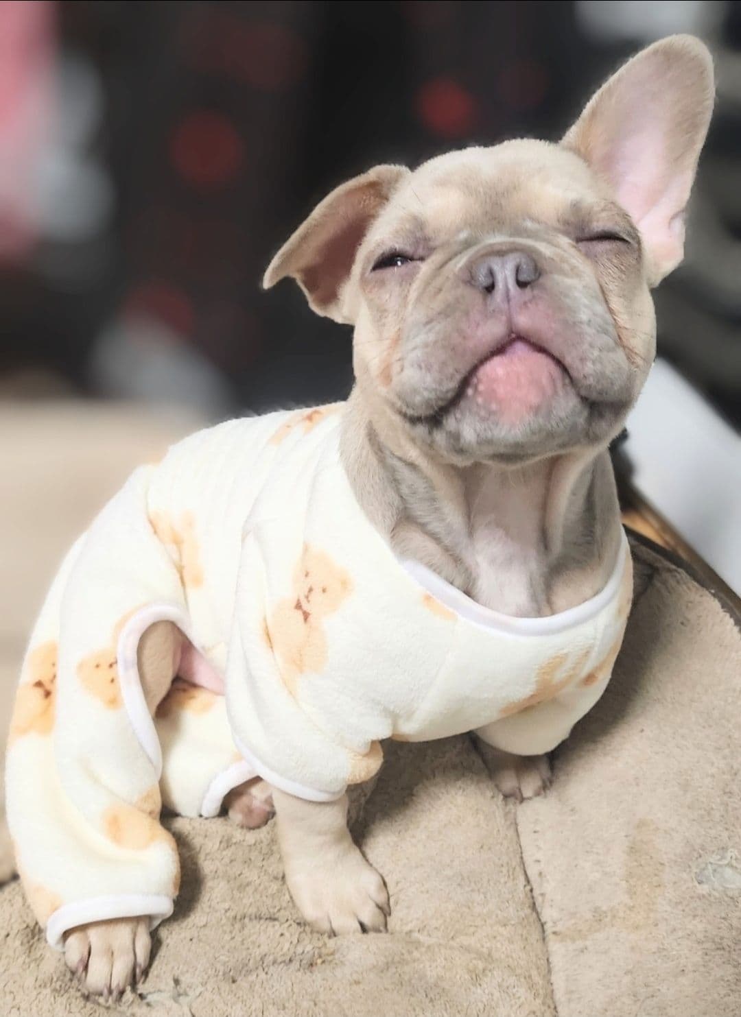 Quality AKC French Bulldog Puppies - Home-Raised & Socialized breeder image 8