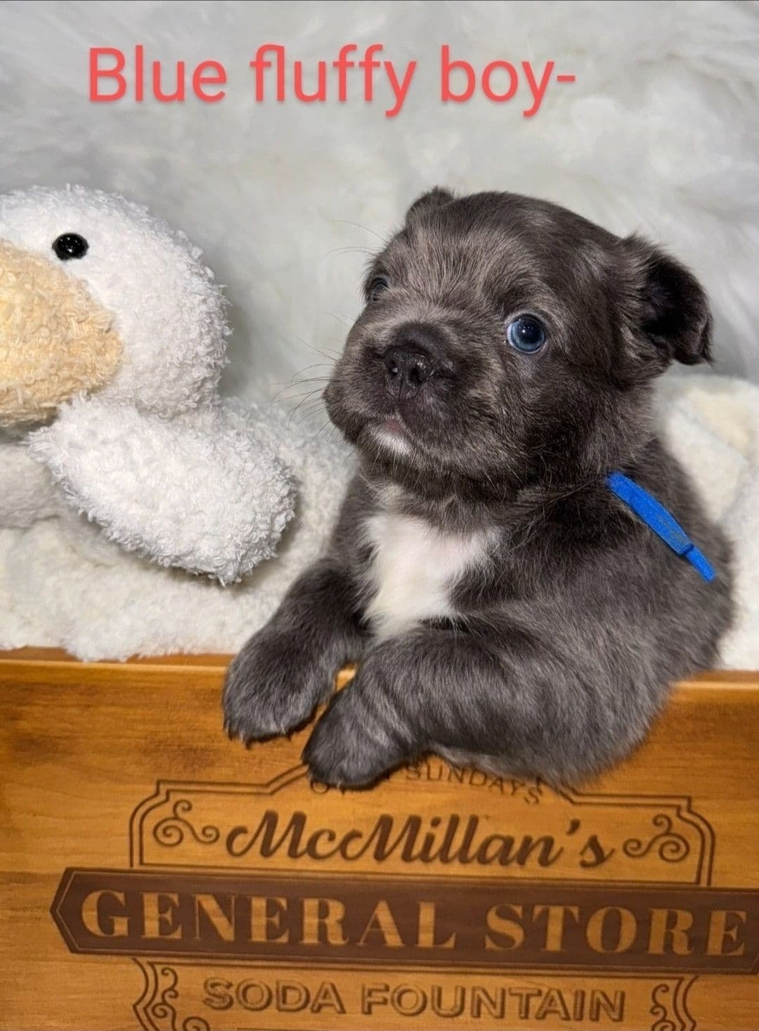 Quality AKC French Bulldog Puppies - Home-Raised & Socialized breeder image 7