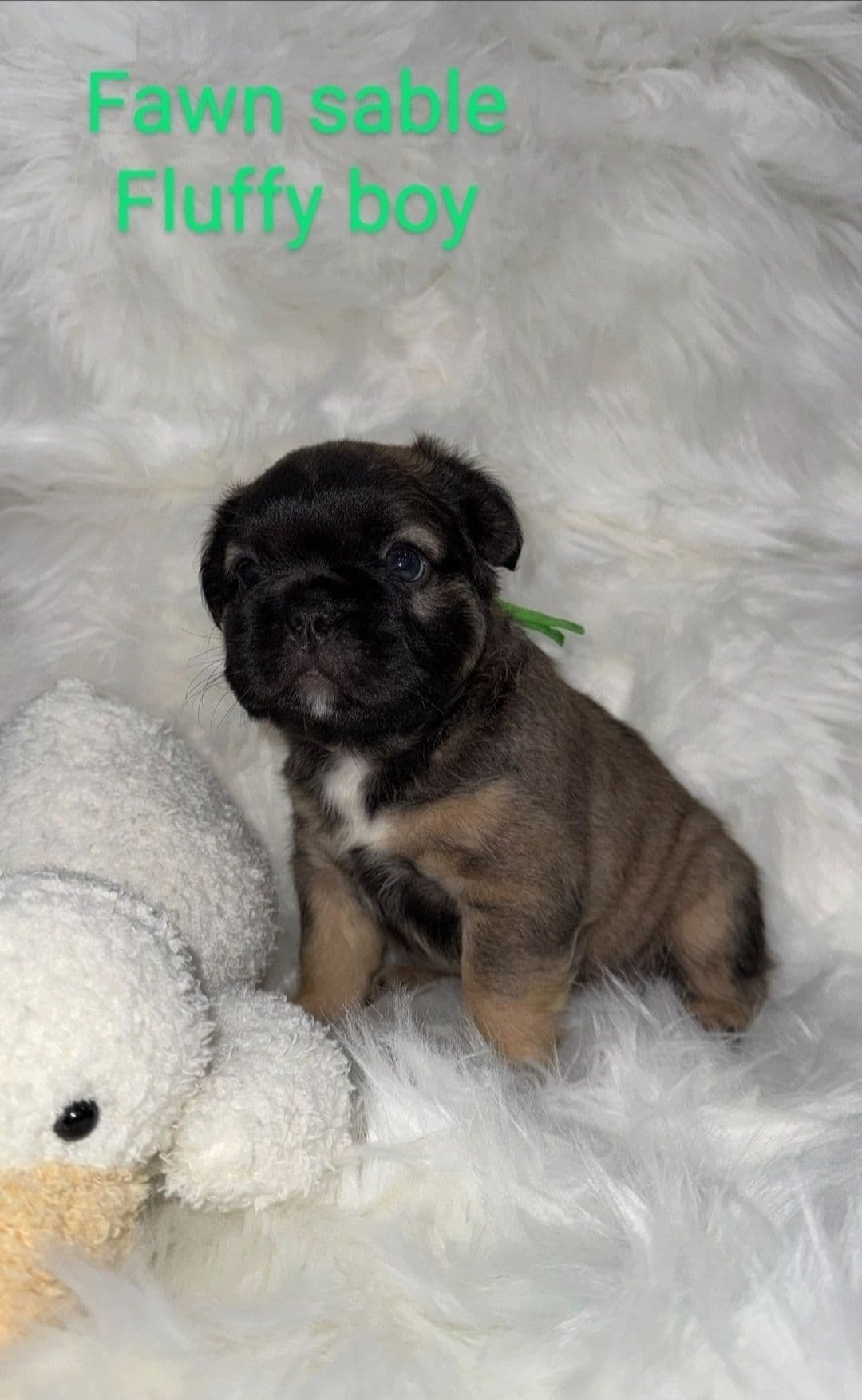 Quality AKC French Bulldog Puppies - Home-Raised & Socialized breeder image 13