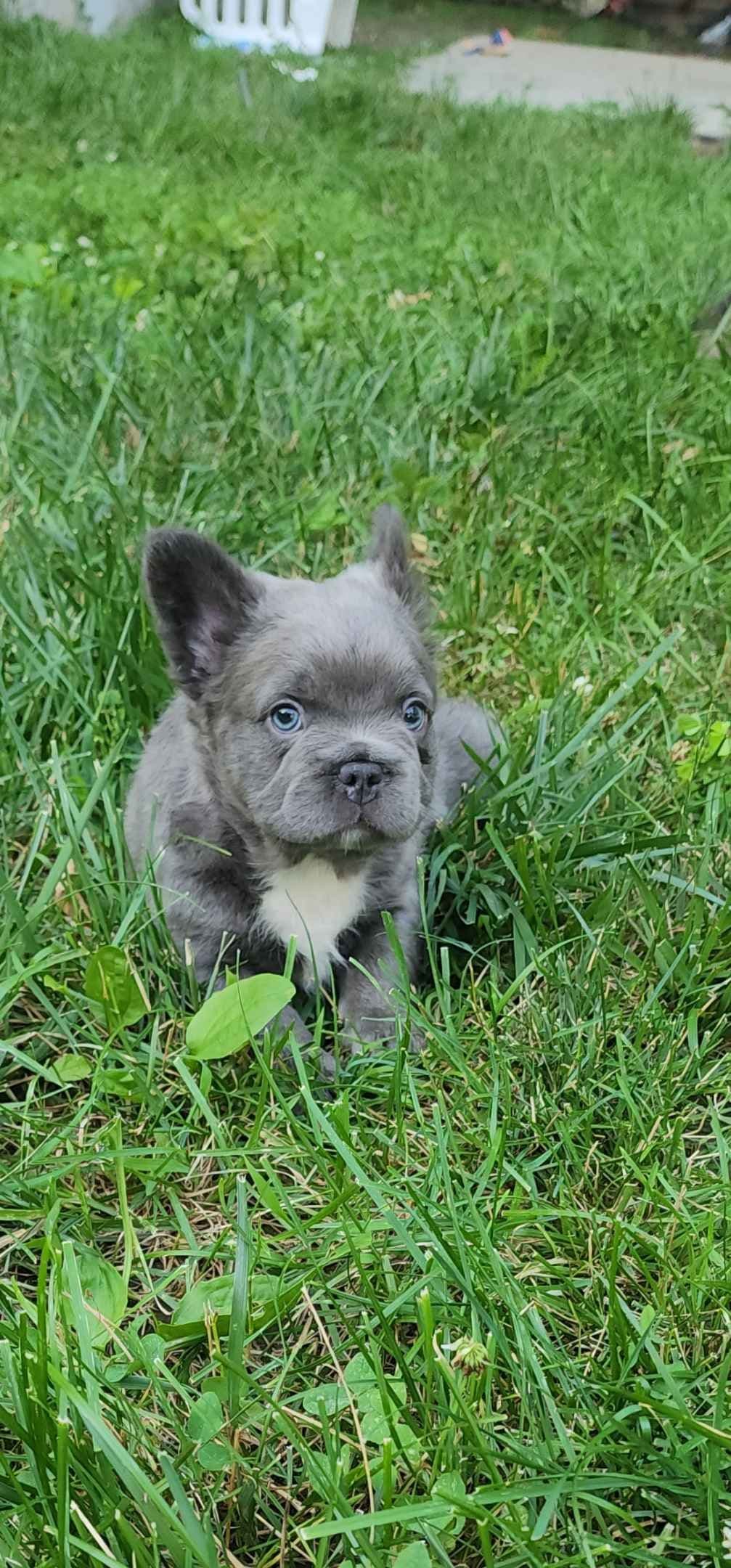Quality AKC French Bulldog Puppies - Home-Raised & Socialized breeder image 11