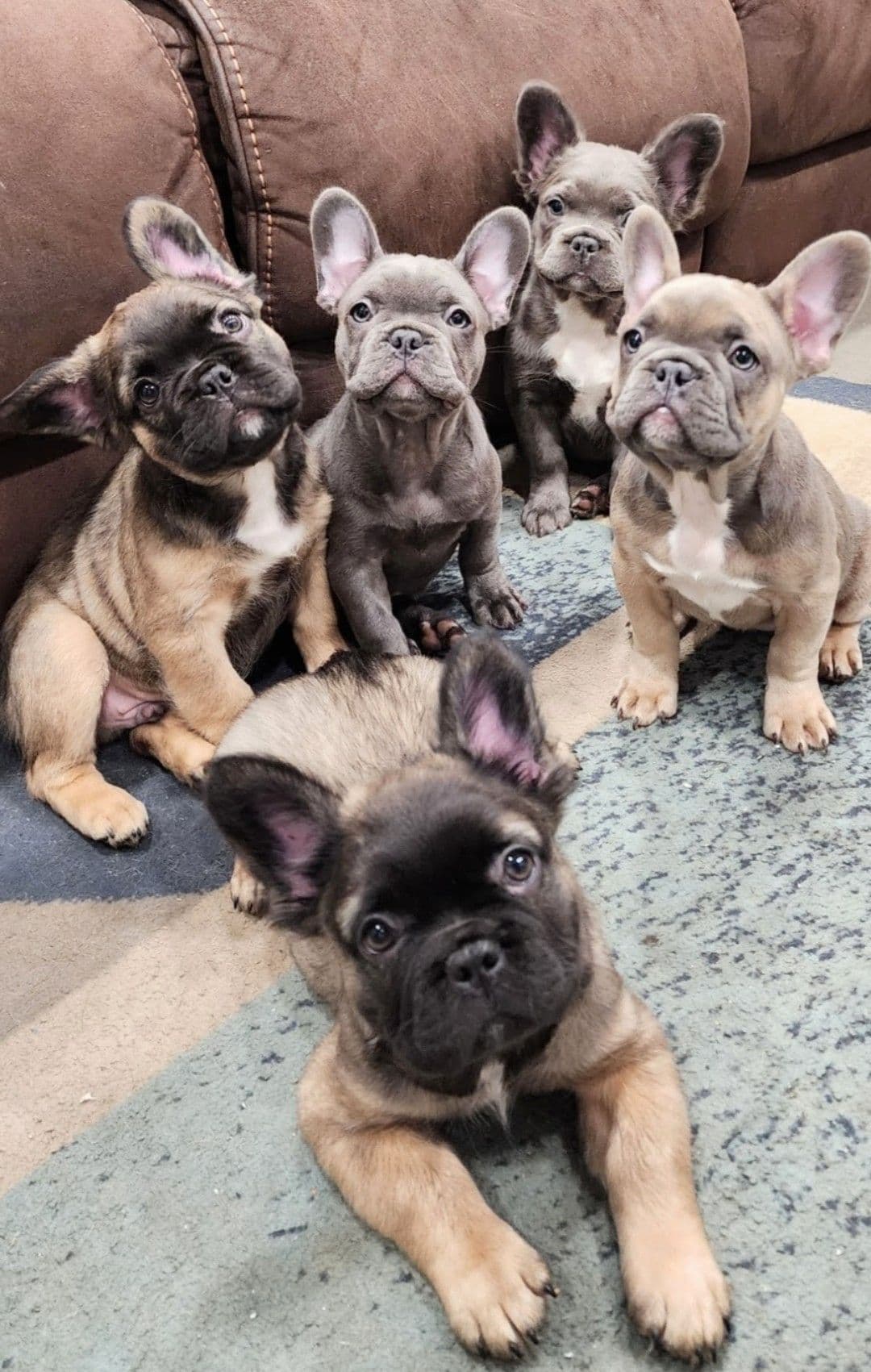 Quality AKC French Bulldog Puppies - Home-Raised & Socialized breeder image 6