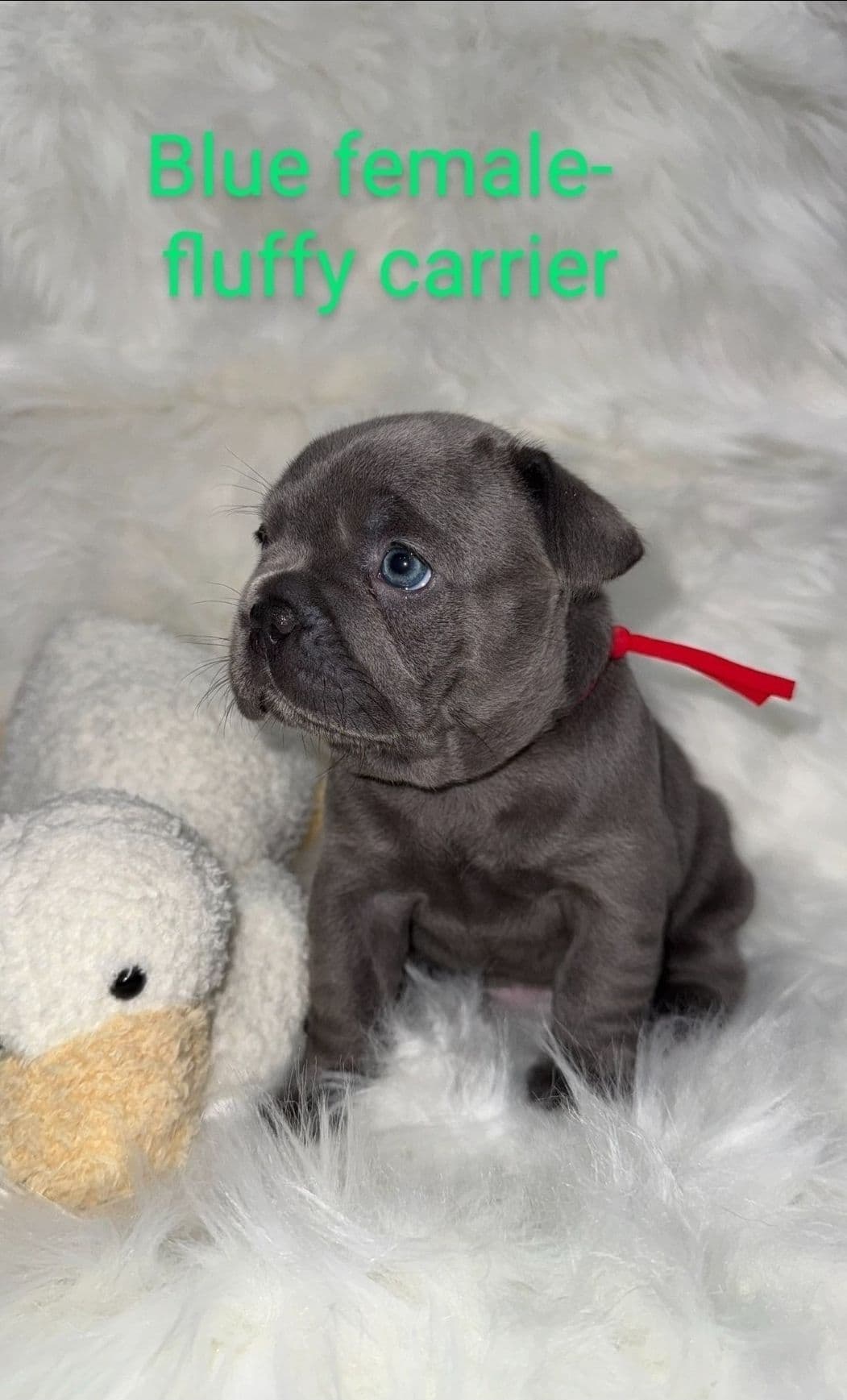 Quality AKC French Bulldog Puppies - Home-Raised & Socialized breeder image 9