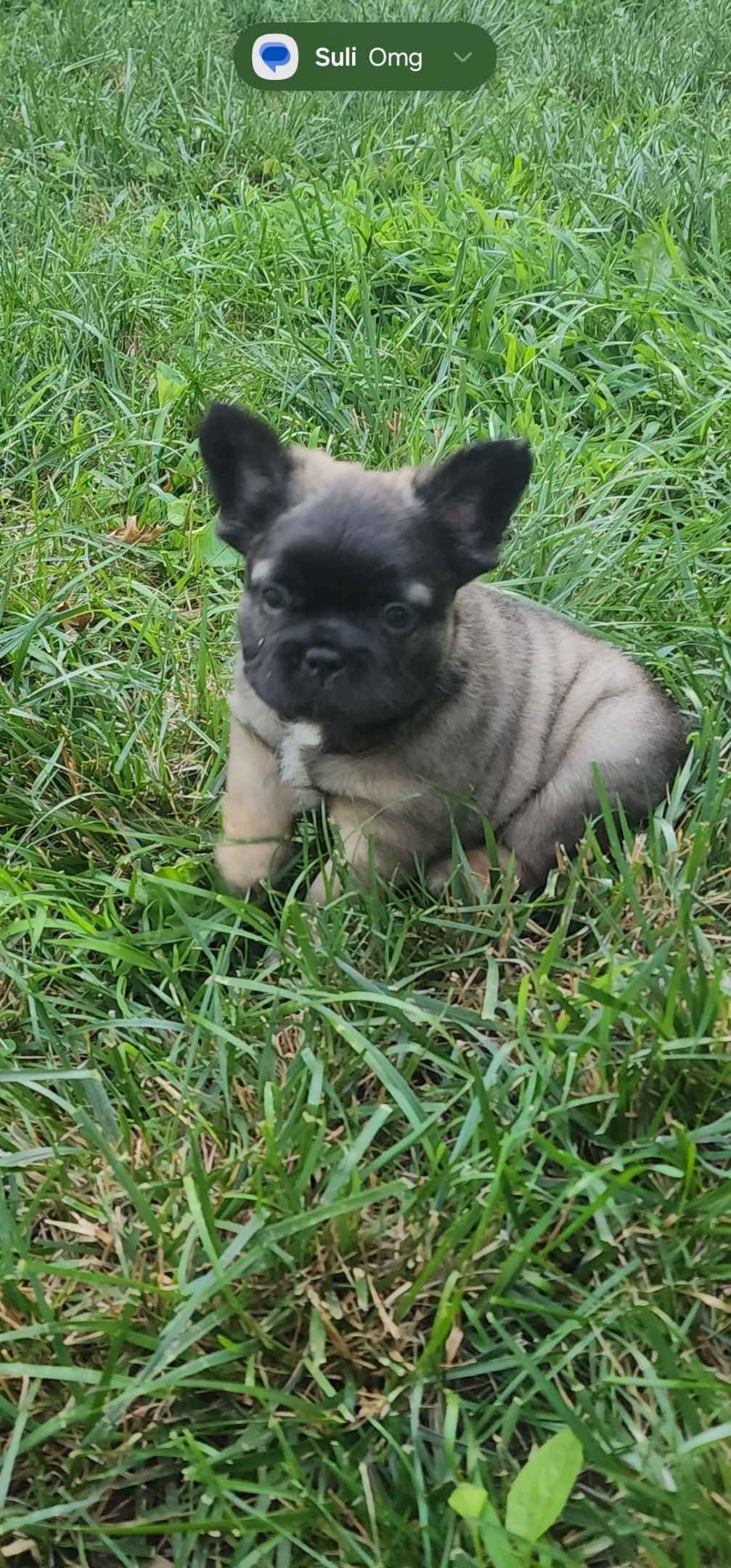 Quality AKC French Bulldog Puppies - Home-Raised & Socialized breeder image 14