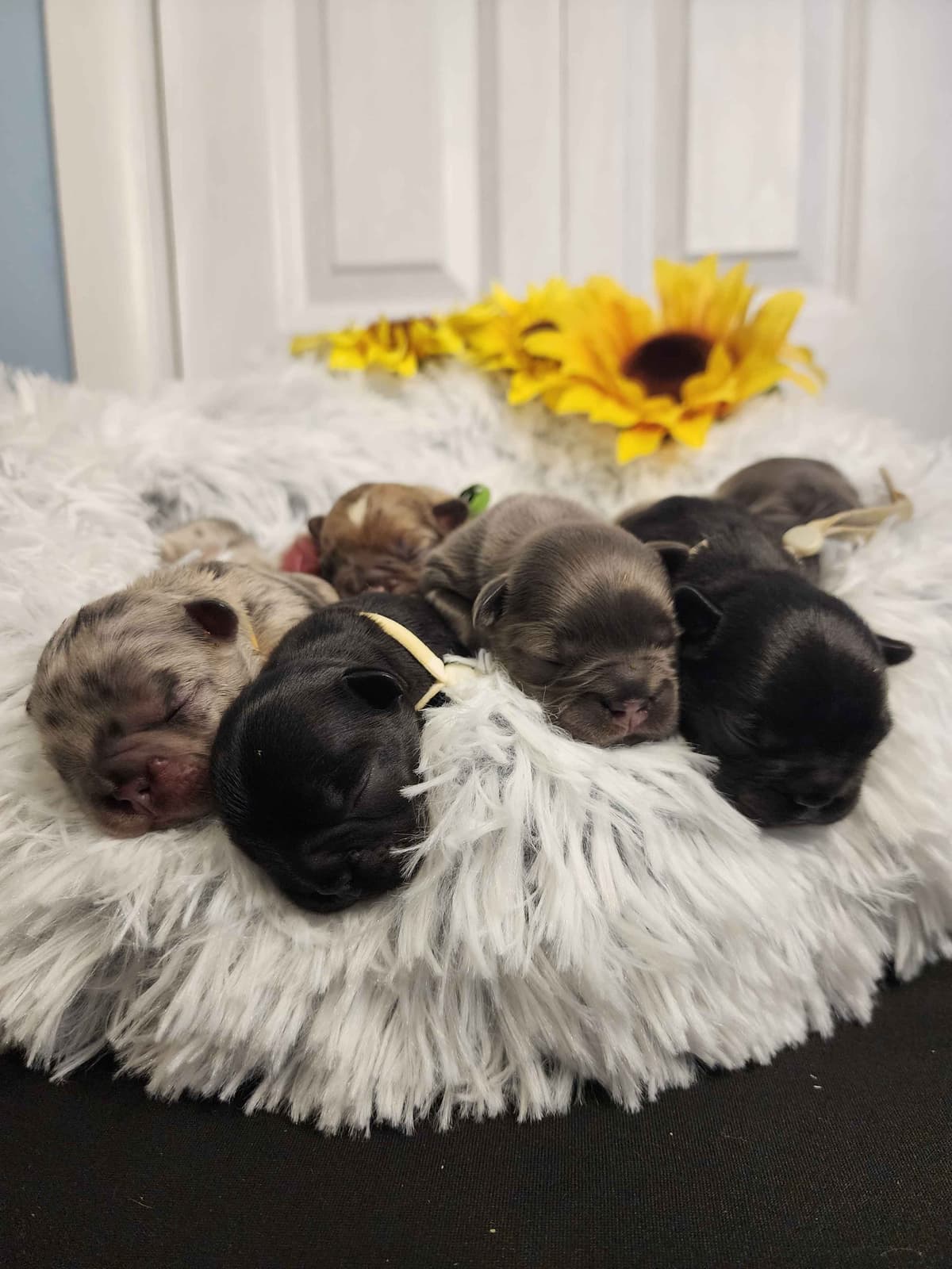 Quality AKC French Bulldog Puppies - Home-Raised & Socialized breeder image 16