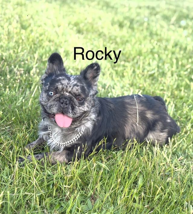 Quality AKC French Bulldog Puppies - Home-Raised & Socialized media 9