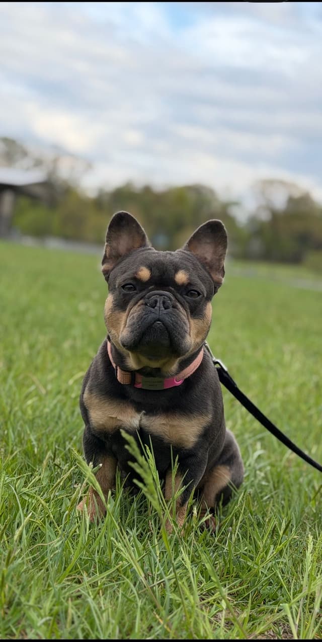 Quality AKC French Bulldog Puppies - Home-Raised & Socialized media 8